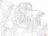Fish Betta Coloring Pages Printable Supercoloring Beta Adult Color Drawings sketch template