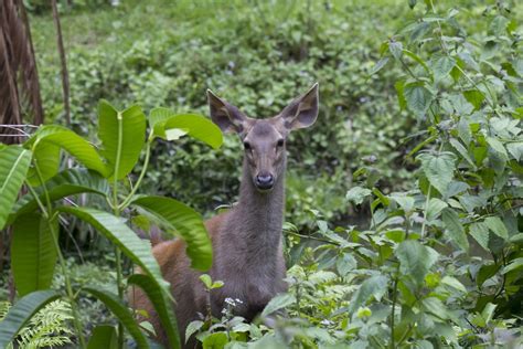 deer resistant evergreen shrubs zone