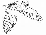 Flying Fliegende Barbagianni Eule Schleiereule Malvorlage Vola Volo Ausdrucken Gufo Owls Scribblefun Template sketch template