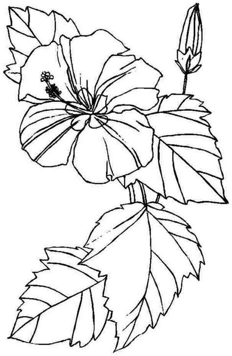 printable hibiscus coloring pages  kids flower coloring