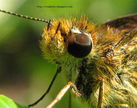 Wild Sex Mating Moths Photo Rws Photo Blog Splendour Pictures Of
