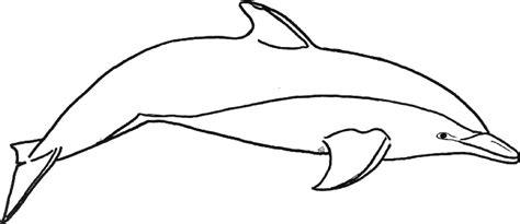 dolphin outline clipart
