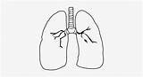 Lungs Pulmao Lung Pngkit sketch template