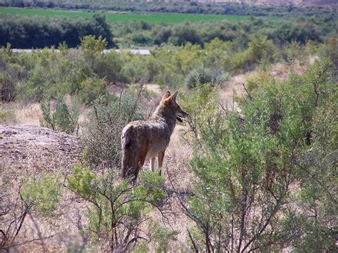 coyote trapping efforts begin the critter squad texas