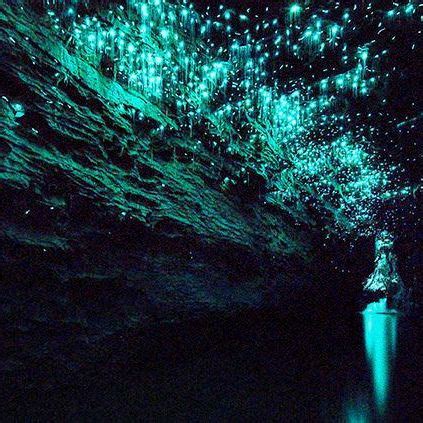blackwater rafting  glow worm caves  waitomo