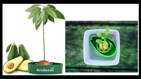 Avoseedo Avocado Tree Growing Kit Youtube