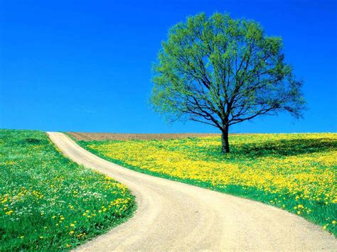 beautiful spring day   country road spring photo