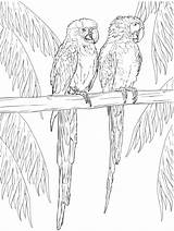 Macaw Parrots Coloring Two Printable Pages Kids Description sketch template