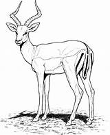 Gazelle Coloring Pages Wild sketch template