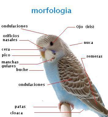 definicion de morfologia