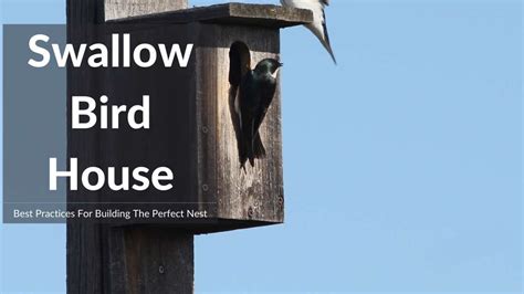build  perfect swallow bird house    plan