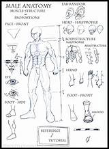 Reference Male Body Anatomy Deviantart Sheet Vendetti sketch template