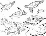 Turtle Coloring Sea Pages Drawing Printable Baby Cute Kids Outline Ocean Easy Turtles Finding Swimming Nemo Plants Color Realistic Adult sketch template