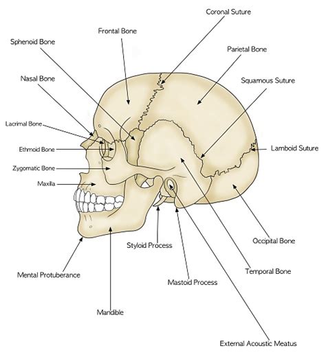 anatomy   human head bones brain sensory organs