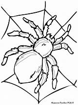 Gambar Laba Animasi Coloring Pages Spider Color Clipart Sheets Bugs Insects Colouring Bug sketch template