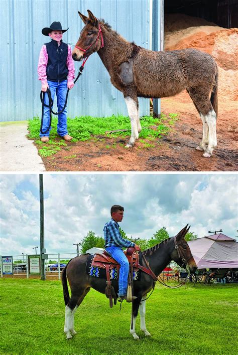 missouri mule makeover youth trainer updates — mules and more magazine