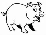 Coloring Pages Pigs Cute Pig Getcolorings sketch template