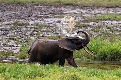 African Forest Elephants Are Now Critically Endangered Here S How To