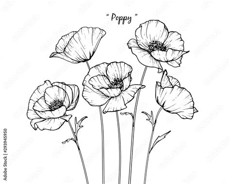 poppy drawing ideas poppy drawing botanical illustration  xxx hot girl