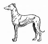 Greyhound Dog Clipart Clip Cliparts Illustration Library Whippet Digital sketch template