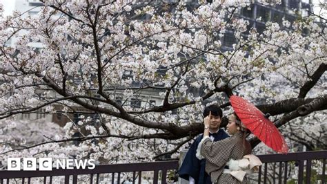 japan s cherry blossom earliest peak since 812 bbc news