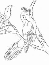 Coloring Pages Cuckoo Birds Recommended Cuckoos sketch template