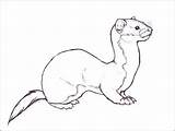Weasel Ferret Coloring Footed Deviantart Pages Solitary Drawings Printable Drawing Color Animal Print Getcolorings Getdrawings Tattoo sketch template
