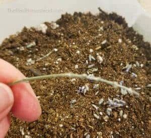 grow lavender  seed   winter sowing method