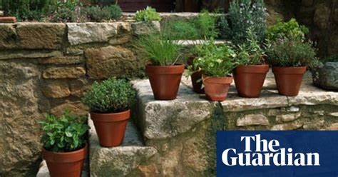 Grow Your Own Herbs Food The Guardian