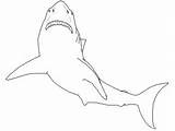 Shark Leopard Coloring Pages Template sketch template