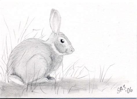 aceo original art rabbit eastern cottontail wildlife  artbysas