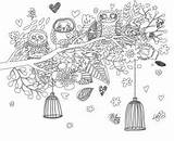 Coloriage Chouette Adulte Coloriages sketch template