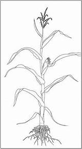 Corn Plant Drawing Stalks Coloring Printable Roots Stalk Pages Fall Plants Identification Illustration Getdrawings Kids Drawings sketch template