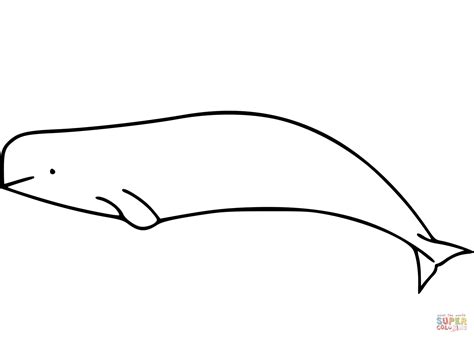beluga whale coloring pages