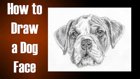 draw  dog face  realistic features youtube