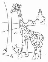 Jerapah Mewarnai Binatang Hewan Kebun Warna Menggambar Diwarnai Mewarna Kartun Pola Sketsa Ilustrasi Tumbuhan Tren Gaya Lanjutan Terpopuler Coloriage Sumber sketch template