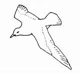 Gaviota Gabbiano Colorare Colorir Mouette Seagull Facil Pajaro Dibuixos Iluminar Acolore Dibuix Aves Uccelli Colorier Animali Colori sketch template