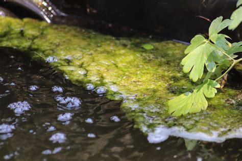 algen im teich hausmittel dreferenz blog
