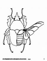 Coloring Pages Asu Askabiologist Beetle Cell Worksheet Biologist Ask Template Worksheets Dissection sketch template