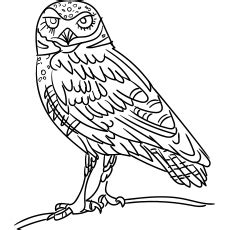 top   printable owl coloring pages