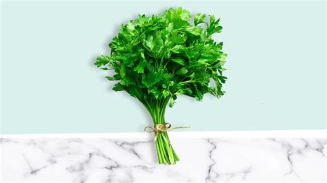 health benefits  cilantro   cilantro benefits cilantro