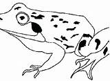 Frog Coqui Toad Clipartmag sketch template