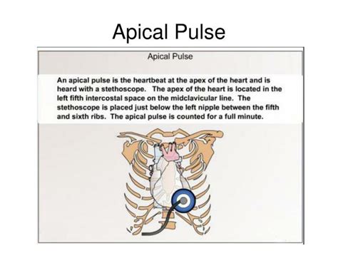 assessing heart rate blood pressure powerpoint  id