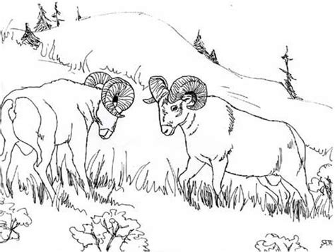 bighorn sheep coloring pages learny kids