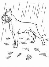 Boxer Coloring Dog Pages Rain Standing sketch template