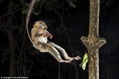 coming over for dinner tarsier primate caught mid flight as it leaps