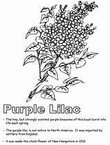 Lilac Coloring Purple Activities States United Flower Hampshire Designlooter Kidzone Newhampshire Geography Ws Usa Print sketch template