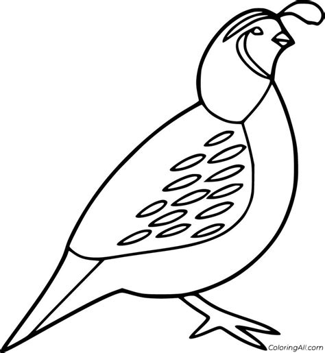printable quail coloring pages  vector format easy  print