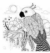Papagei Tiere Malvorlagen Manders Zeichnung sketch template