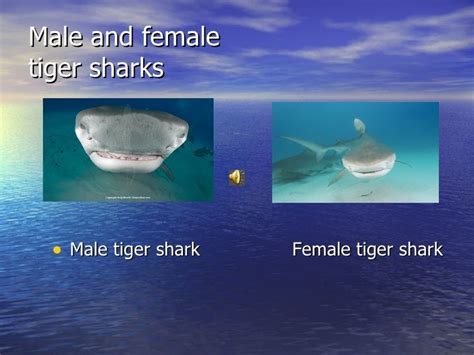 Difference Between Male And Female Tiger Sharks Rizop